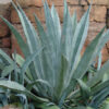 Lg. Giant Steel Blue Agave Plant (agave americana sp)
