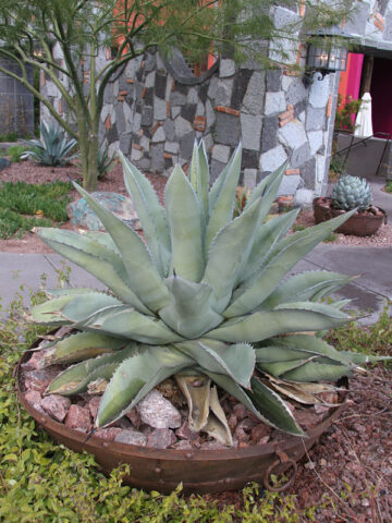 Lg. Las Vegas Coyote Wide Leaf Agave Plant (agave americana sp)