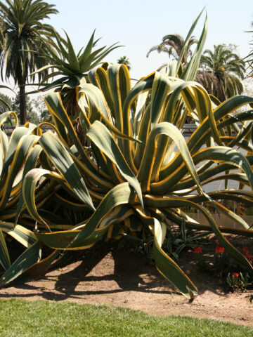 Alternative view of Lg. Yellow Serpent Century Agave Plant (agave americana marginata)
