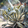 Lg. Yellow Serpent Century Agave Plant (agave americana marginata)