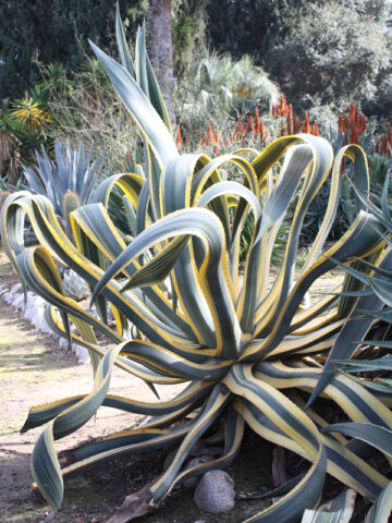 Lg. Yellow Serpent Century Agave Plant (agave americana marginata)