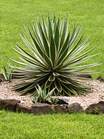 Alternative view of Lg. Caribbean Candy Stripe Agave Plant (agave angustifolia marginata)