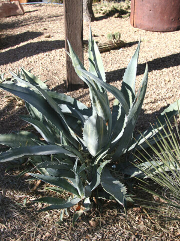Alternative view of Lg. New Striata Las Vegas Silver Agave Plant (agave americana sp)