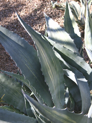 Lg. New Striata Las Vegas Silver Agave Plant (agave americana sp)