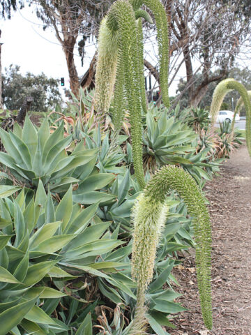 Alternative view of Lg. Soft Thornless Fox Tail Agave Plant (agave attenuata)