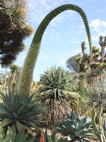 Lg. Soft Thornless Fox Tail Agave Plant (agave attenuata)