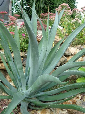Lg. New Datylio Century Agave Plant (agave datylio)