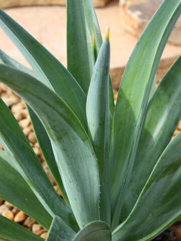 Alternative view of Lg. Soft Leaf Spineless Jade Agave Plant (agave desmentiana sp)