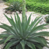 Lg. Soft Leaf Spineless Jade Agave Plant (agave desmentiana sp)