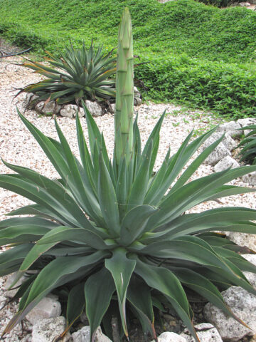 Lg. Soft Leaf Spineless Jade Agave Plant (agave desmentiana sp)