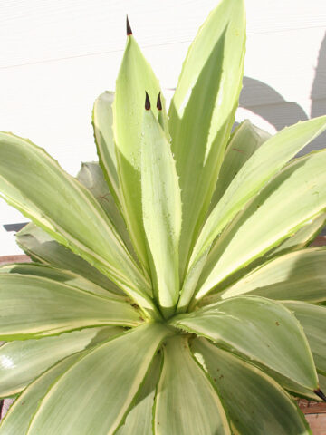 Alternative view of Lg. Soft Leaf Colorful Joe Ghost Soft Leaf Agave Plant (agave desmentiana sp)