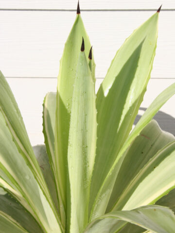 Lg. Soft Leaf Colorful Joe Ghost Soft Leaf Agave Plant (agave desmentiana sp)