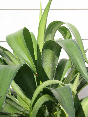 Lg. Soft Leaf Key Lime Soft Leaf Agave Plant (agave desmentiana sp)