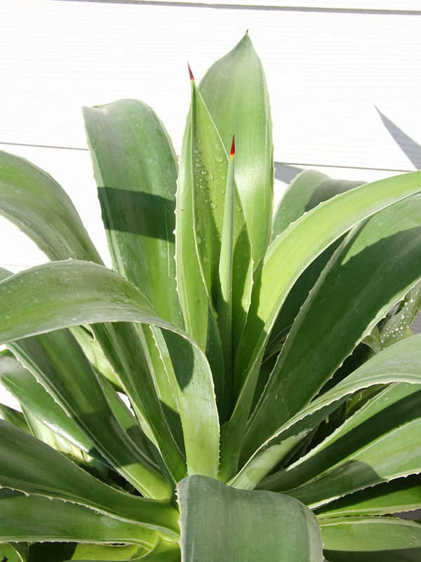 Lg. Soft Leaf Silver Edge Soft Leaf Agave Plant (agave desmentiana sp) - Image 2