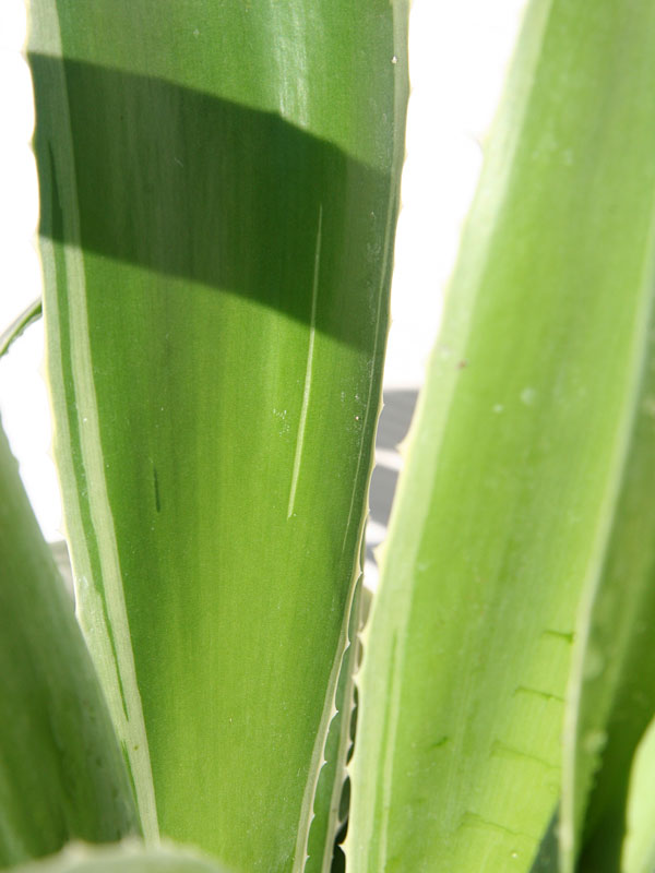 Lg. Soft Leaf Silver Edge Soft Leaf Agave Plant (agave desmentiana sp)