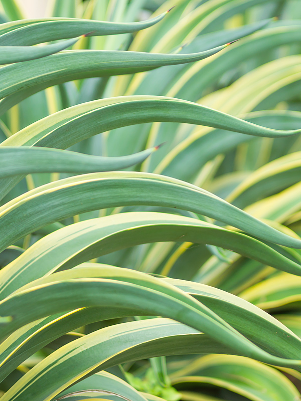 Lg. Spineless Variegated Soft Leaf Agave Plant (agave desmentiana sp) - Image 2