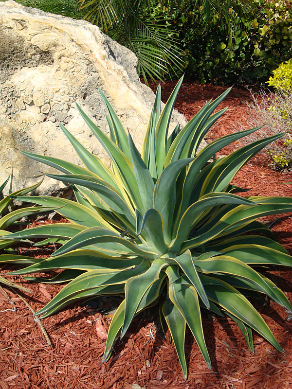 Lg. Spineless Variegated Soft Leaf Agave Plant (agave desmentiana sp) - Image 3
