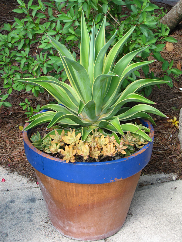 Lg. Spineless Variegated Soft Leaf Agave Plant (agave desmentiana sp) - Image 4