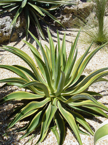 Lg. Spineless Variegated Soft Leaf Agave Plant (agave desmentiana sp)