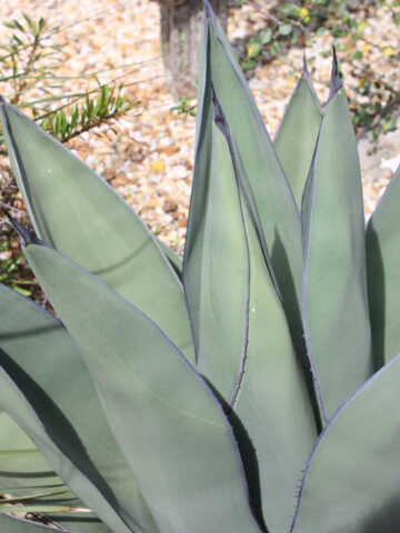 Alternative view of Lg. Huge Gray Sharkskin Agave Plant (agave ferdinandi x scabra)