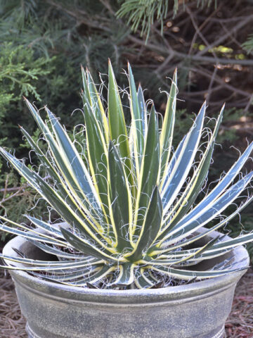 Lg. Showy Queen Thread-leaf Agave Plant (agave filifera schidigera)