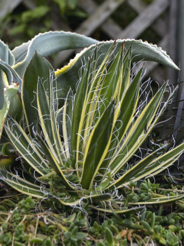Alternative view of Lg. Showy Queen Thread-leaf Agave Plant (agave filifera schidigera)