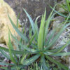 Lg. Phenomenal Fatal Attraction Agave Plant (agave funkiana)
