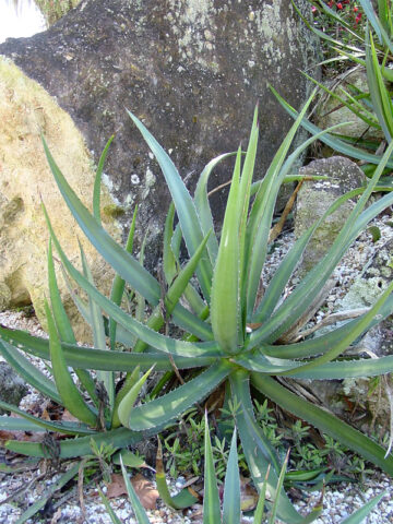 Lg. Phenomenal Fatal Attraction Agave Plant (agave funkiana)
