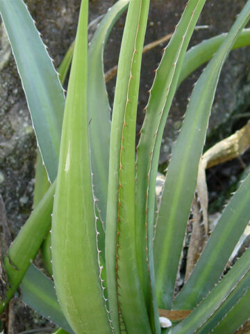 Alternative view of Lg. Phenomenal Fatal Attraction Agave Plant (agave funkiana)