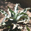 Lg. Wavy Blue Ruffled Leaf Agave Plant (agave gypsophila blue)