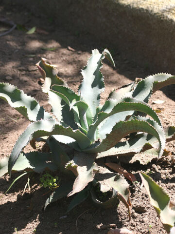 Lg. Wavy Blue Ruffled Leaf Agave Plant (agave gypsophila blue)