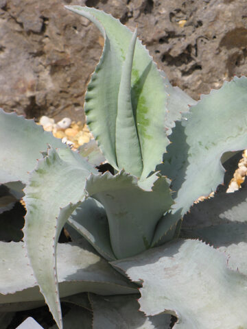 Alternative view of Lg. Wavy Blue Ruffled Leaf Agave Plant (agave gypsophila blue)