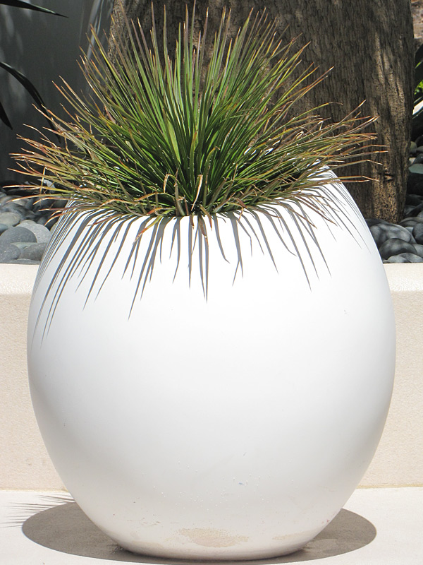 Lg. Foxy Hedgehog, Best Solitary Container Agave Plant (agave geminiflora) - Image 3