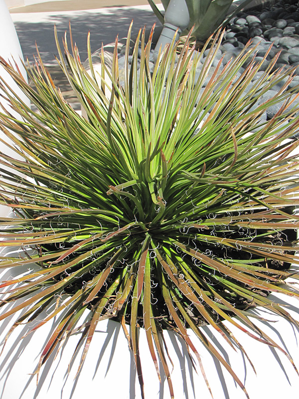 Lg. Foxy Hedgehog, Best Solitary Container Agave Plant (agave geminiflora)