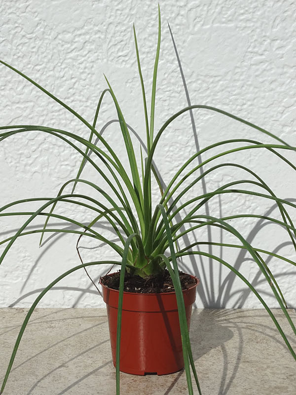 Lg. Foxy Hedgehog, Best Solitary Container Agave Plant (agave geminiflora) - Image 4