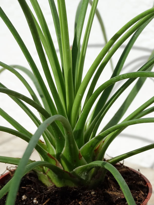 Lg. Foxy Hedgehog, Best Solitary Container Agave Plant (agave geminiflora) - Image 5