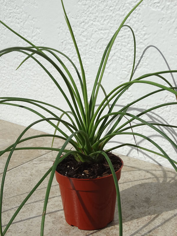 Lg. Foxy Hedgehog, Best Solitary Container Agave Plant (agave geminiflora) - Image 6