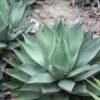 Lg. Giant Silver Rosette Agave Plant (agave guiengola sp)