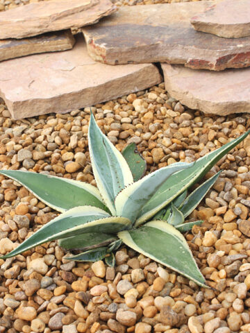 Alternative view of Lg. Creme Brulee Rosette Agave Plant (agave guiengola sp)