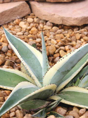 Lg. Creme Brulee Rosette Agave Plant (agave guiengola sp)