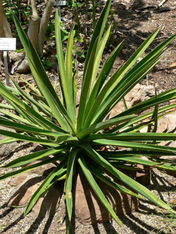 Alternative view of Lg. Huge True Mezcal Agave Plant (agave karwinskii)