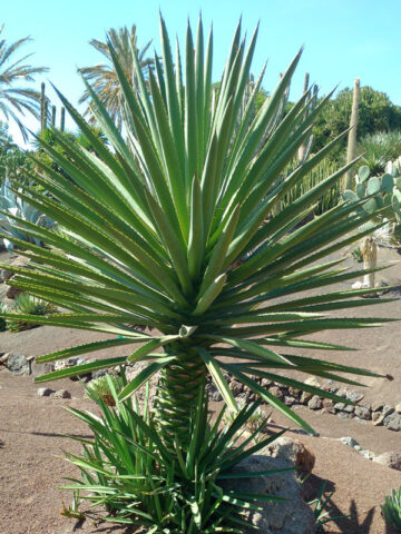 Lg. Huge True Mezcal Agave Plant (agave karwinskii)