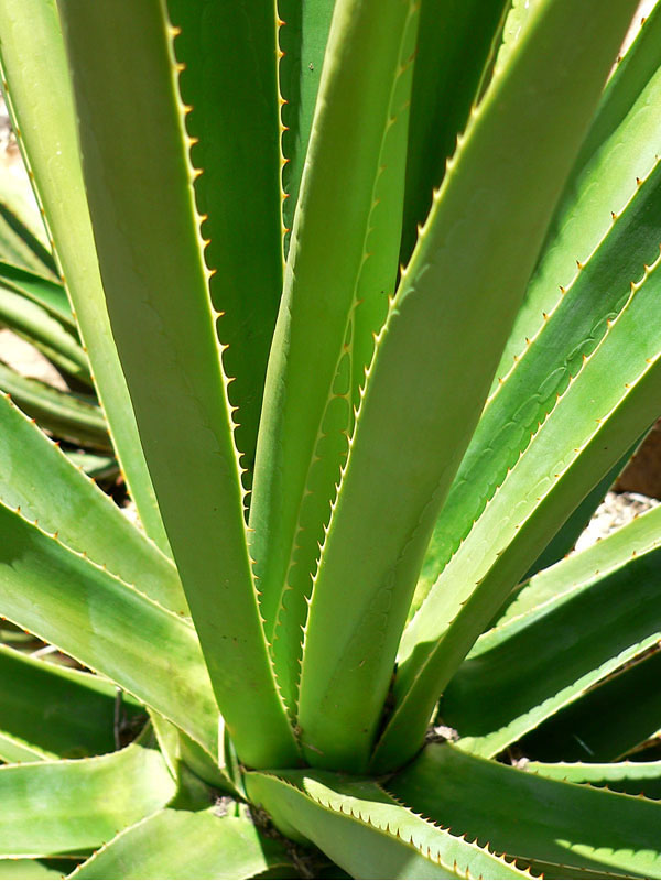 Lg. Huge True Mezcal Agave Plant (agave karwinskii) - Image 3