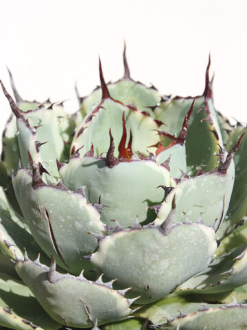 Lg. Variegated Kissho Kan Agave Plant (agave potatorum sp)
