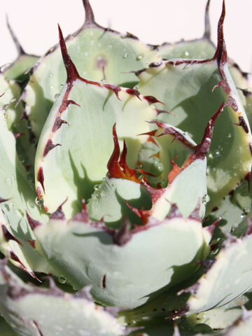 Alternative view of Lg. Variegated Kissho Kan Agave Plant (agave potatorum sp)