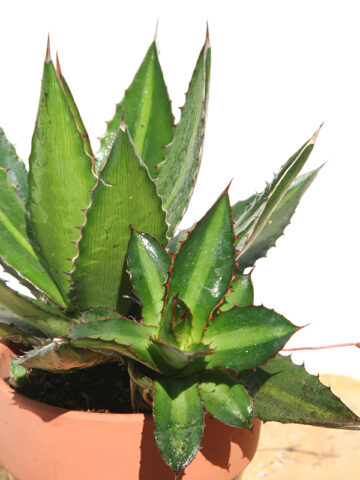 Lg. Rio Grande Agave Plant (agave lophantha)