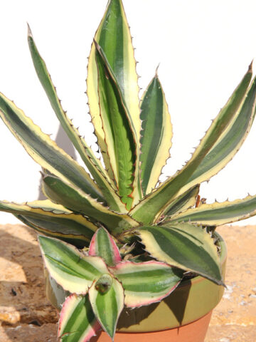 Lg. Quadricolor Rio Grande Agave Plant (agave lophantha)