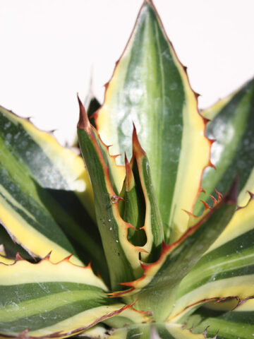 Alternative view of Lg. Quadricolor Rio Grande Agave Plant (agave lophantha)