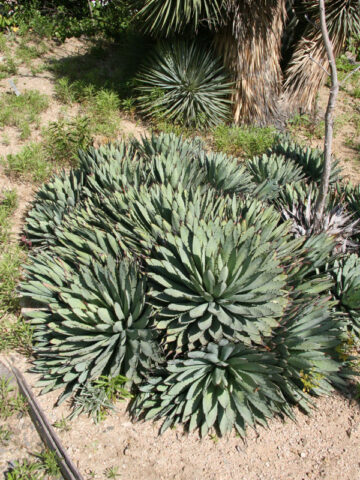 Alternative view of Lg. Blue, Black-Spined Rosette Agave Plant (agave macroacantha)