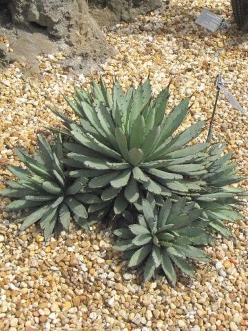 Lg. Blue, Black-Spined Rosette Agave Plant (agave macroacantha)